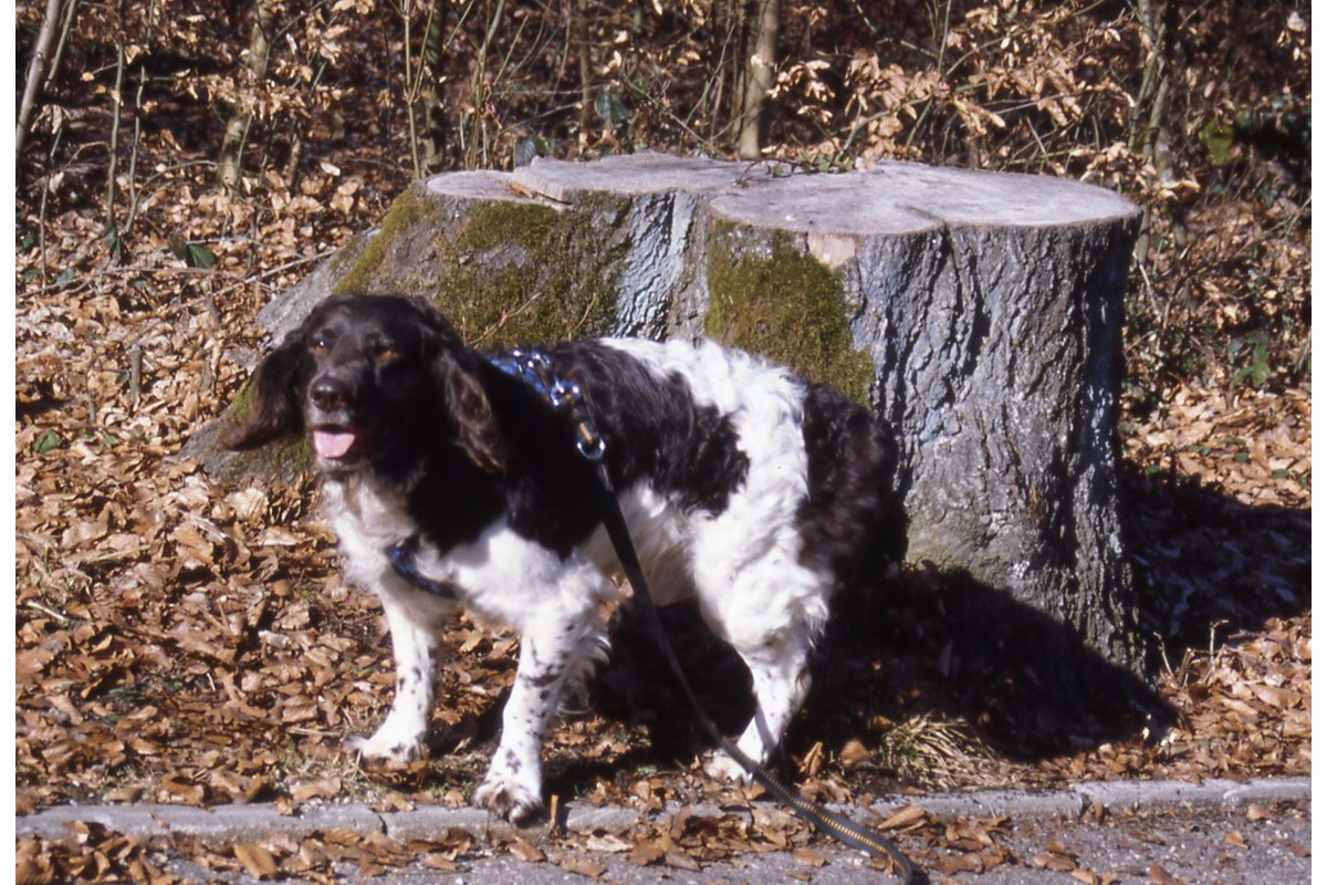 Deutscher Wachtelhund: Größe und Wesen