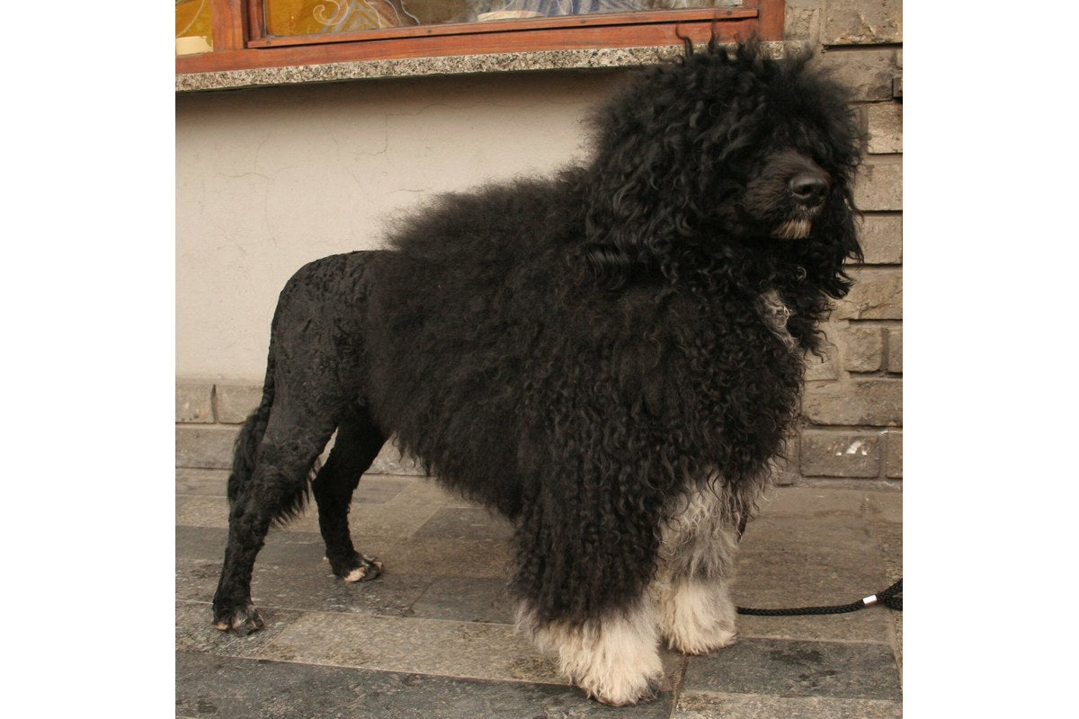 Portugiesischer Wasserhund: Größe, Wesen und Fell