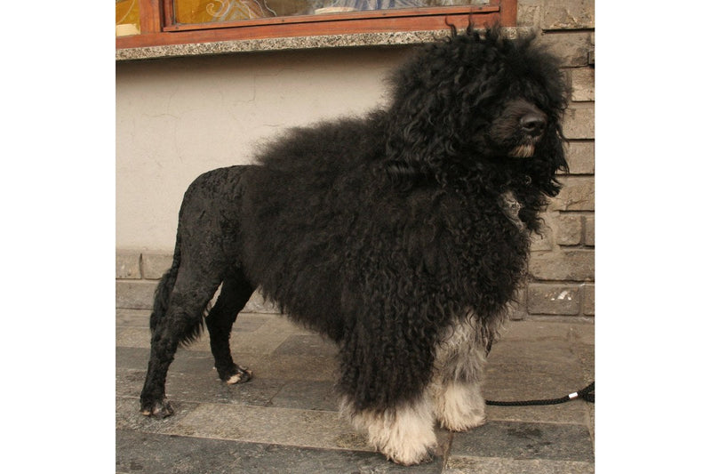 Portugiesischer Wasserhund: Größe, Wesen und Fell