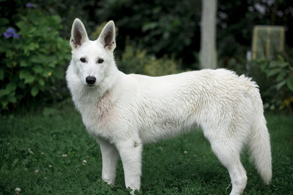 Weißer Schäferhund: Größe und Wesen