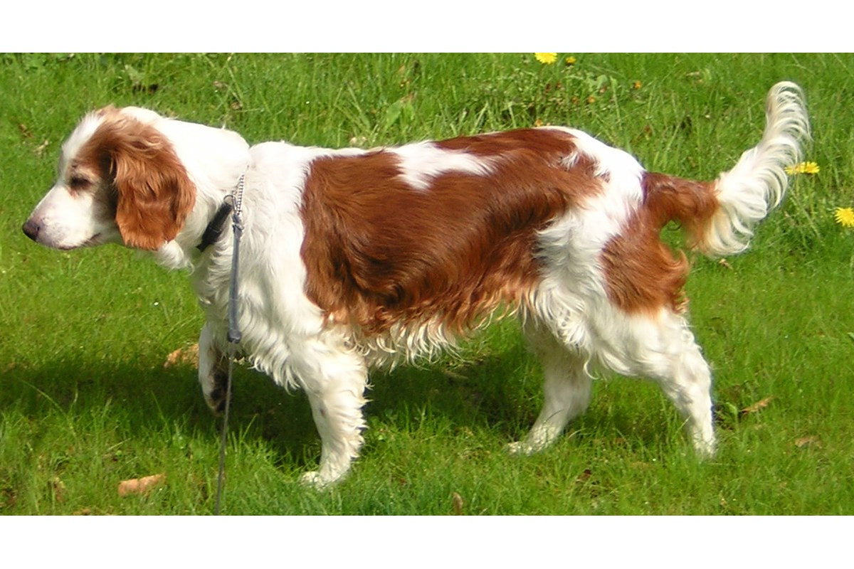 Welsh Springer Spaniel: Größe und Haarkleid