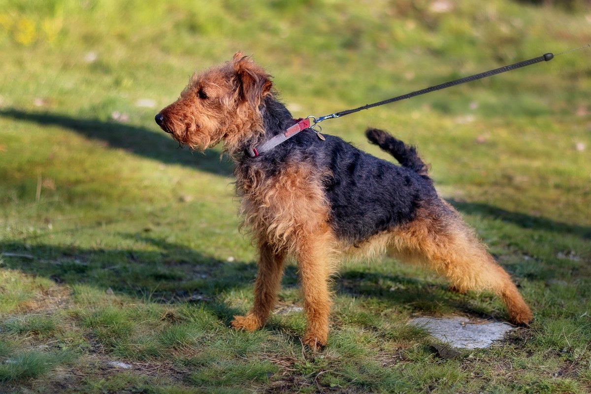 Welsh Terrier: Größe, Wesen und Pflege