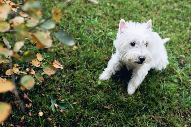 West Highland White Terrier: Größe, Wesen und Pflege