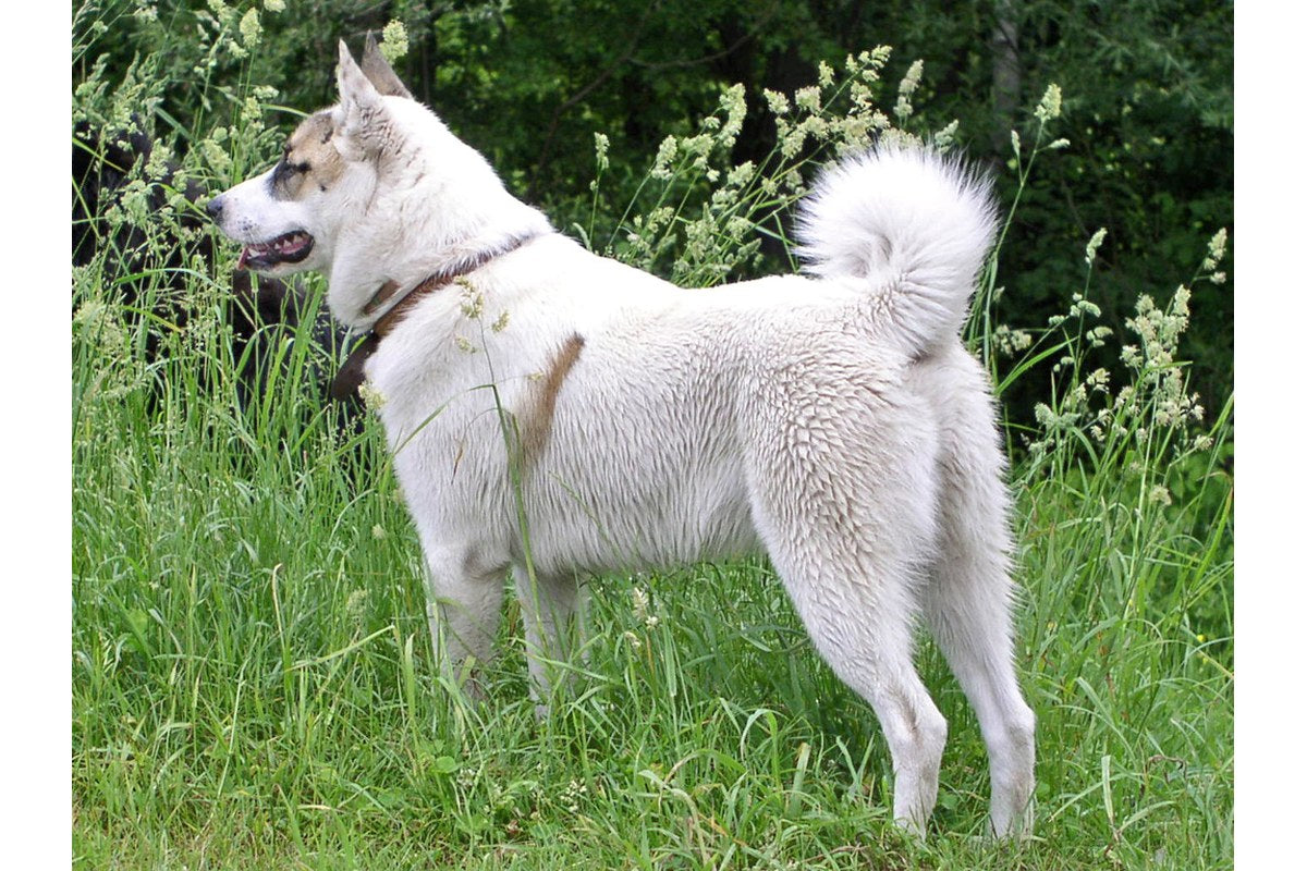 Westsibirischer Laika: Größe, Wesen und Jagd