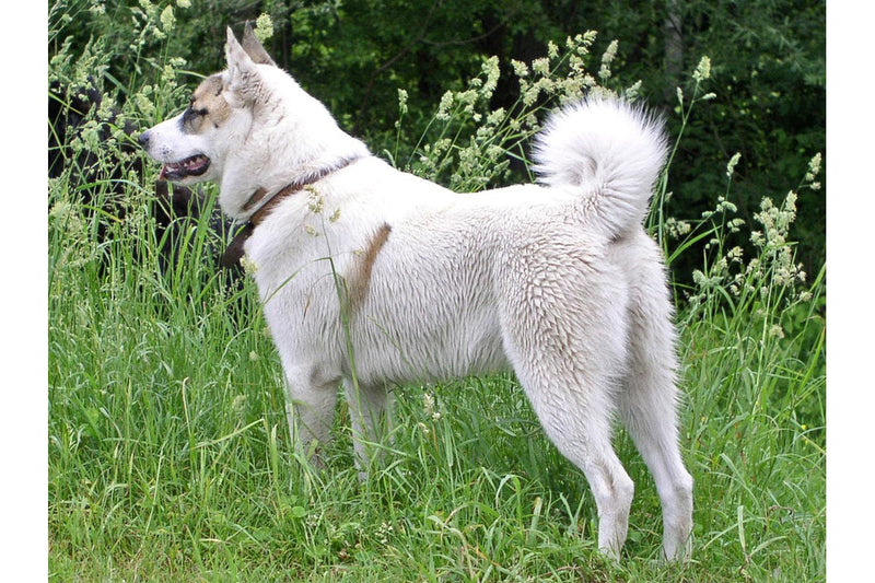 Westsibirischer Laika: Größe, Wesen und Jagd
