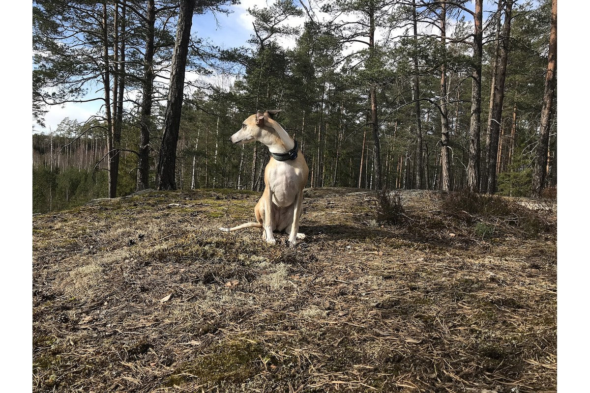 Whippet: Größe, Wesen und Haltung