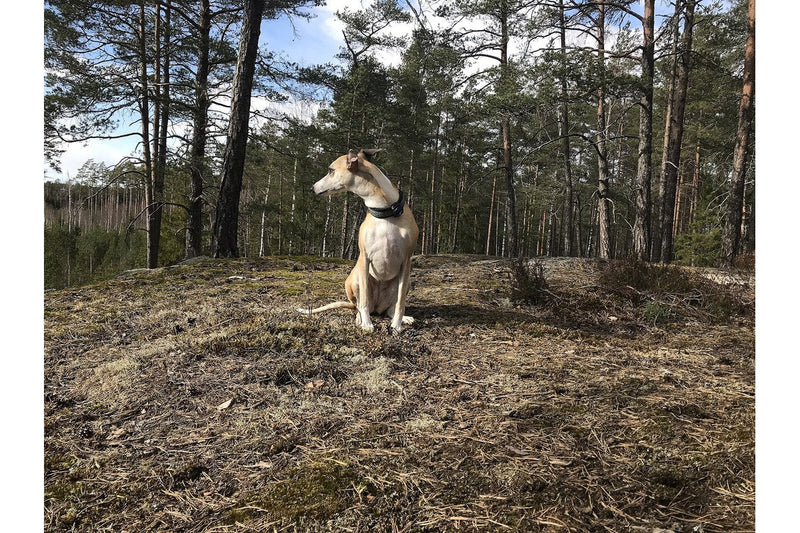 Whippet: Größe, Wesen und Haltung