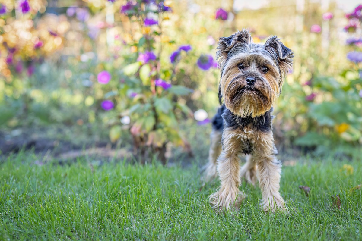 Yorkshire Terrier: Wesen, Größe und Fellpflege