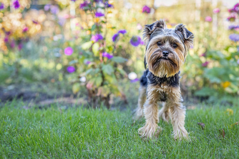 Yorkshire Terrier: Wesen, Größe und Fellpflege