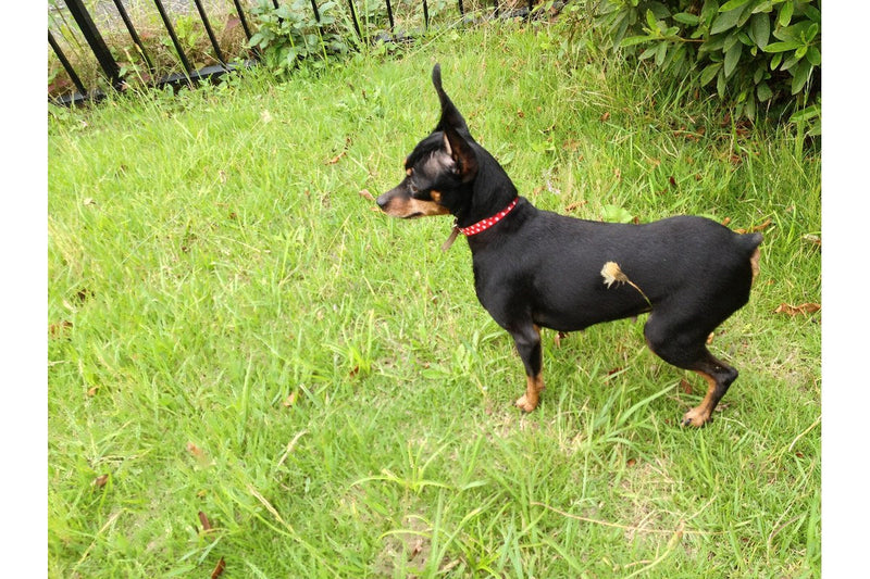 Zwergpinscher: Größe, Wesen und Haltung
