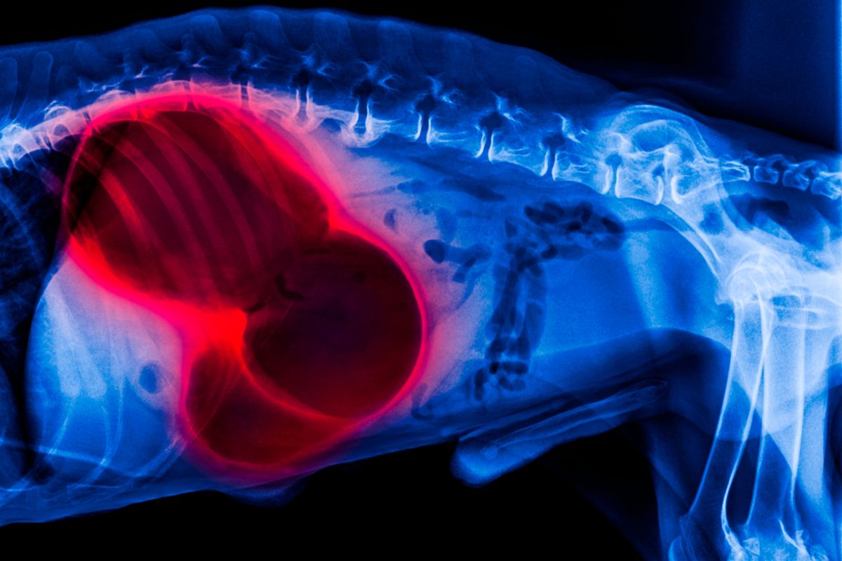 Magendrehung bei Hunden