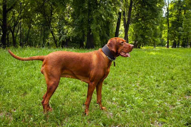 Magyar Vizsla: Größe, Wesen und Haltung