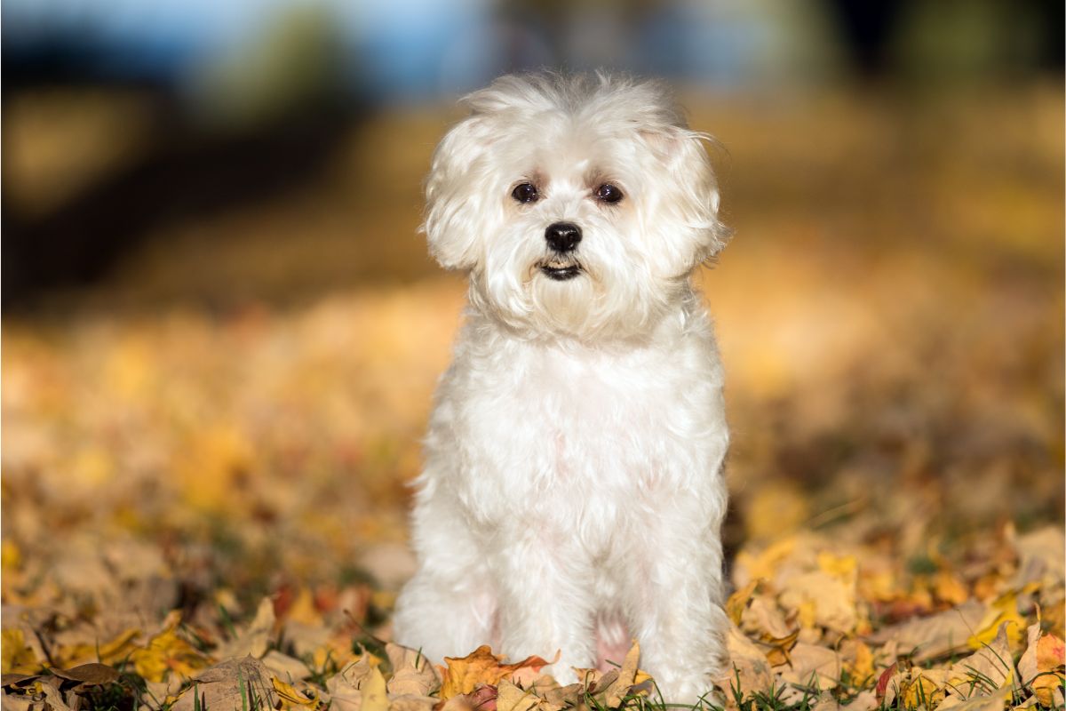 Der Malteser: Ein gutmütiger Spielgefährte