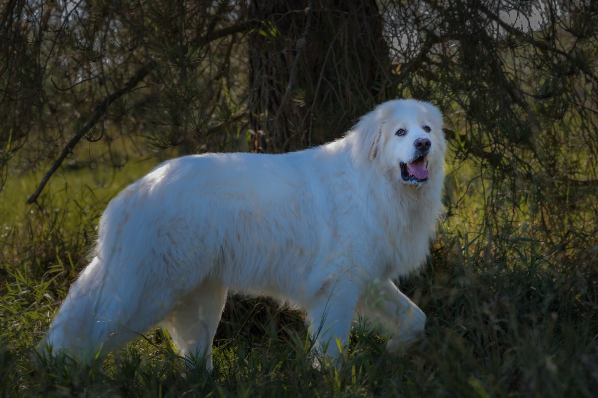 Maremmano Abruzzese: Größe und Wesen