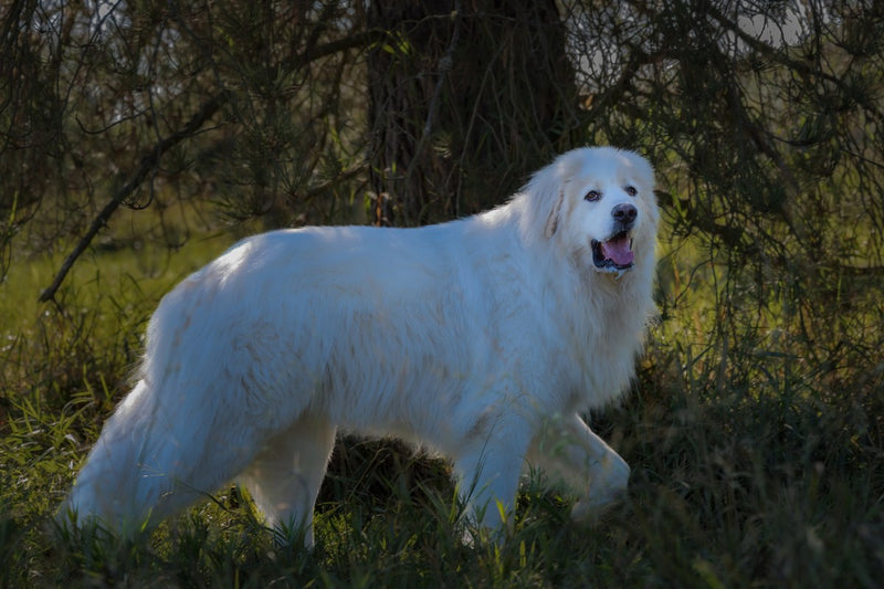 Maremmano Abruzzese: Größe und Wesen