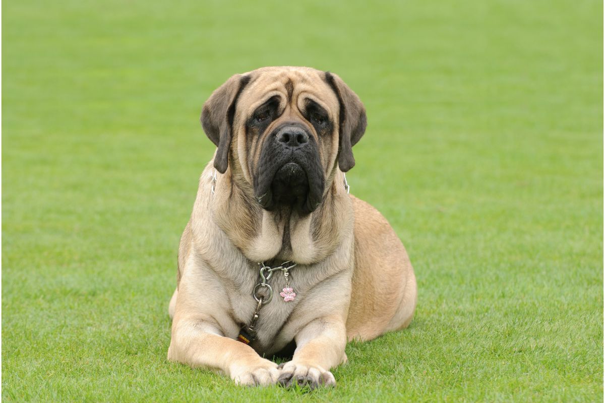 Der Mastiff: Ein anhänglicher Wächter