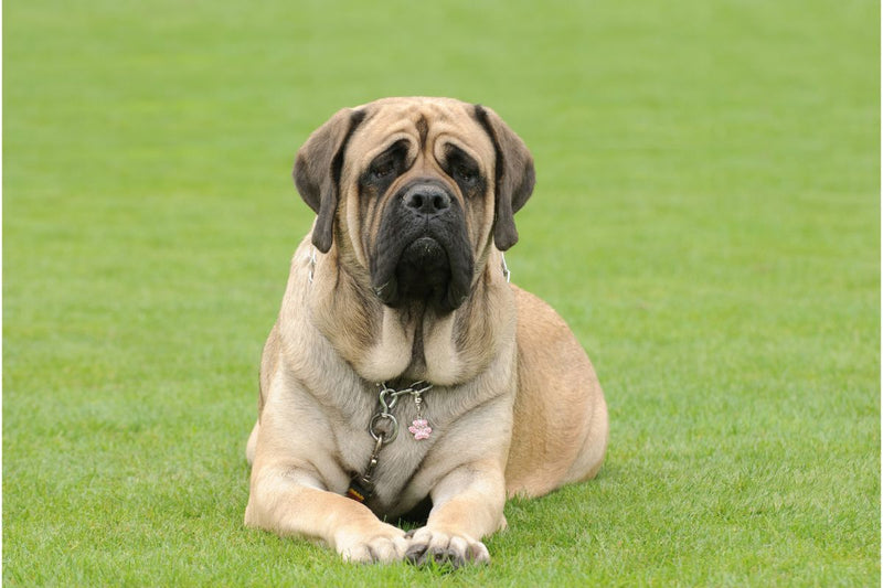 Der Mastiff: Ein anhänglicher Wächter
