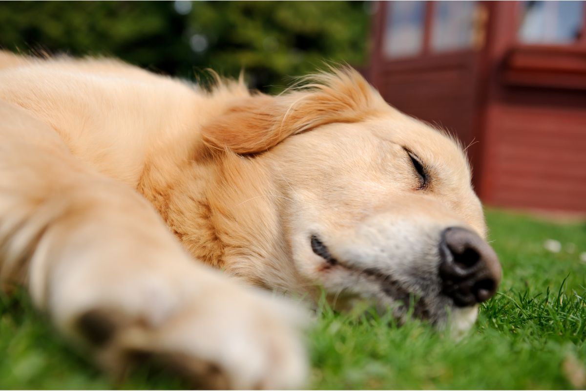Melosus bei Hunden