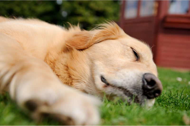 Melosus bei Hunden
