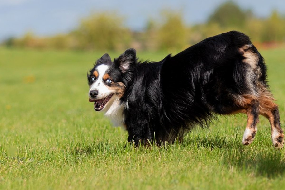 Mini Australian Shepherd: Größe und der richtige Name