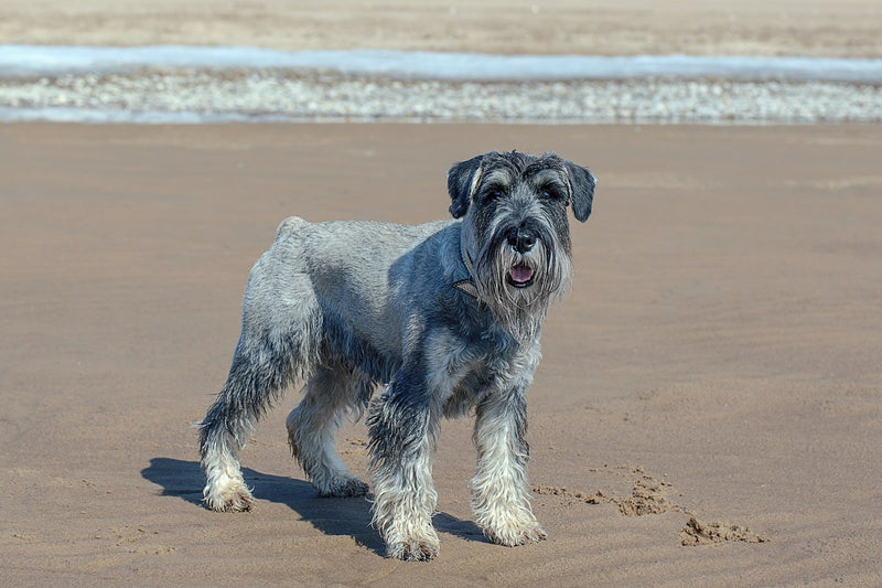 Mittelschnauzer: Größe, Wesen und die zwei Farben