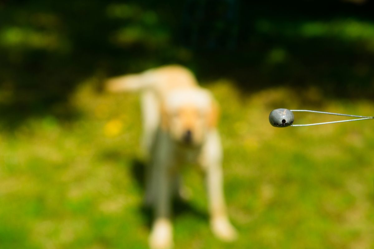 NexGard für Hunde: Wirksamkeit und Anwendung