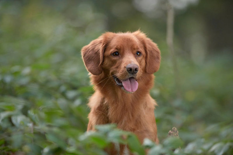 Der Nova Scotia Duck Tolling Retriever: Wasserliebend und Treu