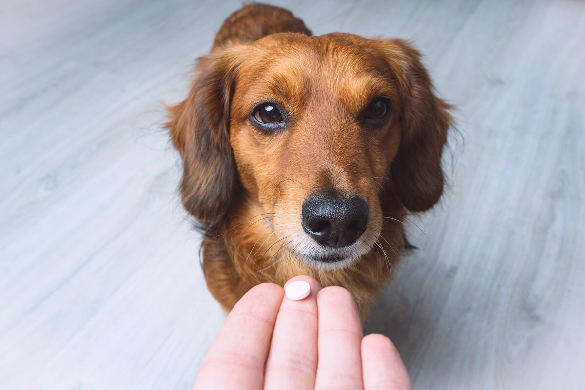 Ist Novalgin sicher für Hunde? Dosierung, Nebenwirkungen und Anwendung