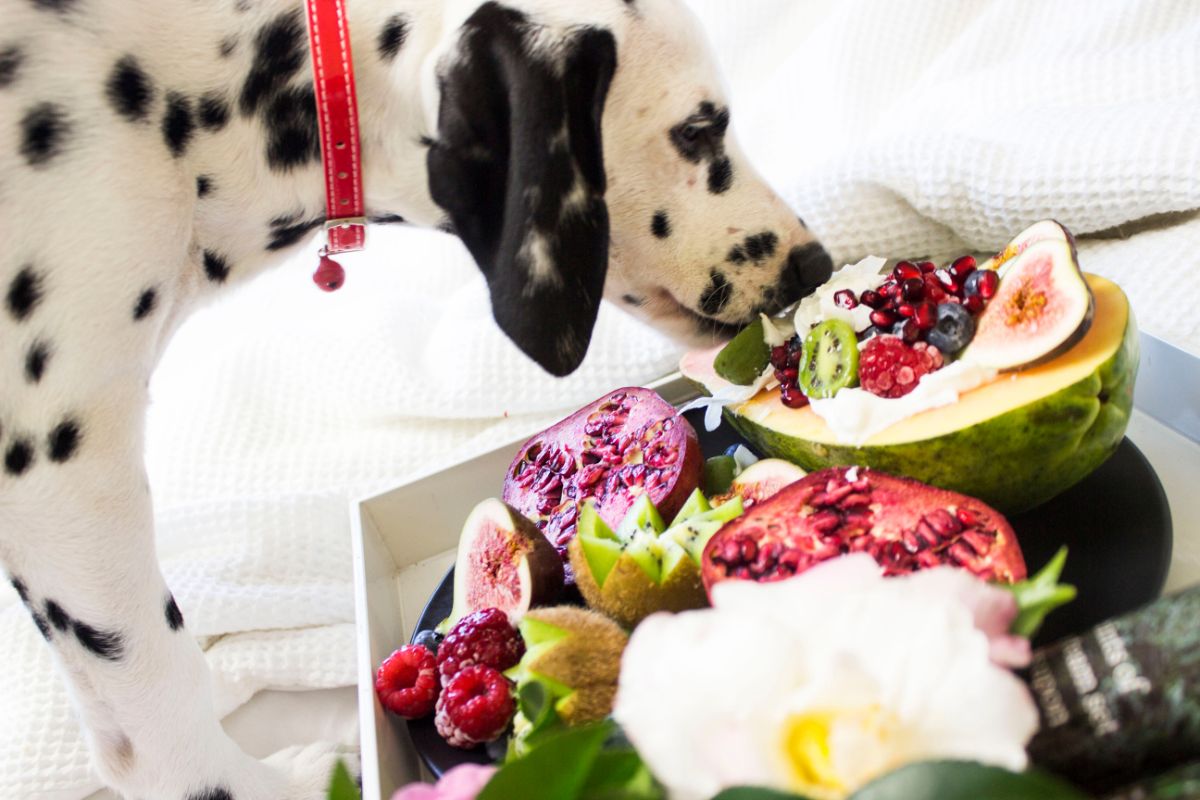 Welches Obst dürfen Hunde essen?
