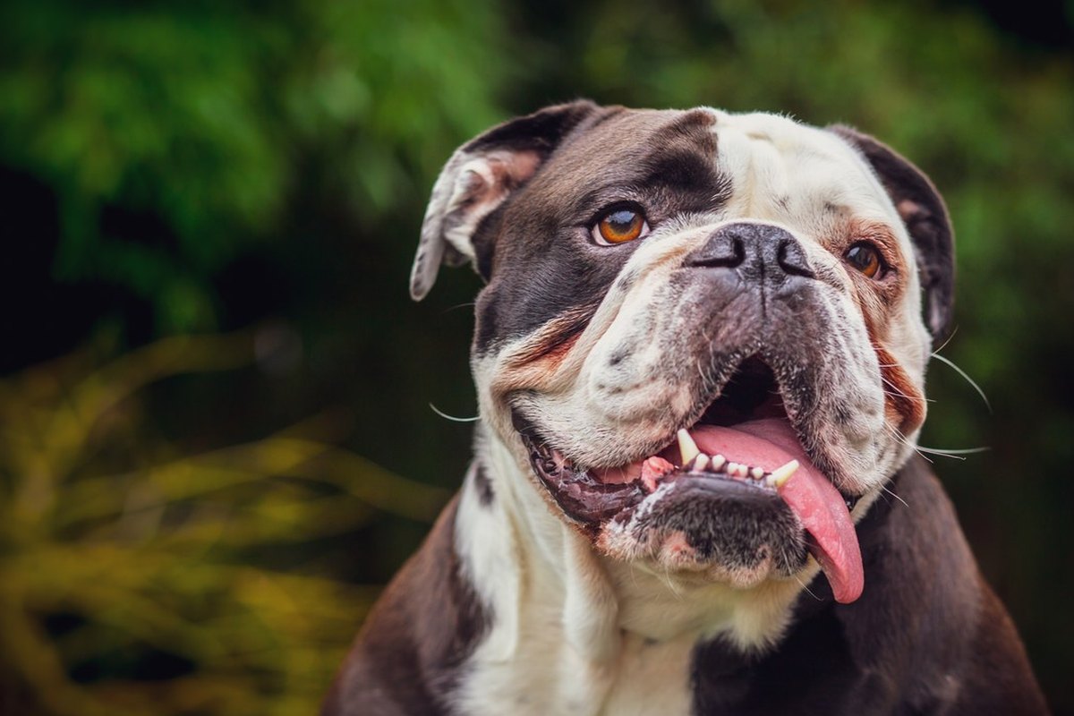 Old English Bulldog: Was vor dem Kauf zählt