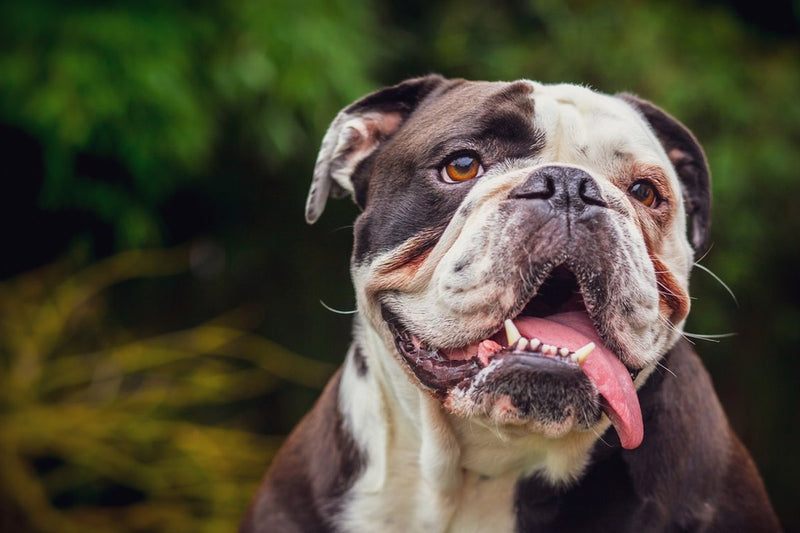 Old English Bulldog: Was vor dem Kauf zählt