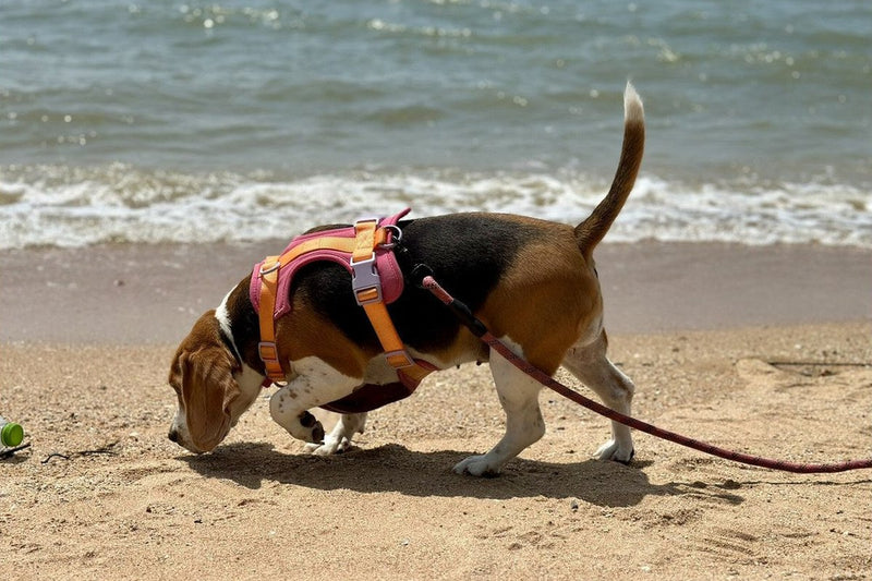 Onsior für Hunde: Wirkstoff, Anwendung, Grenzen