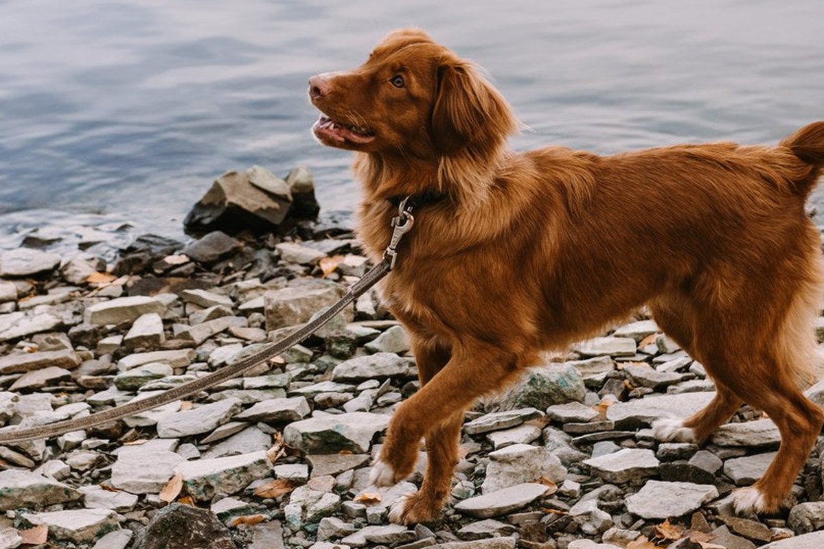 Oranger Hund: Was die FCI-Standards zur Farbe sagen
