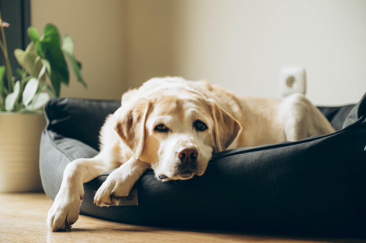 Pankreatitis bei Hunden: Wann ist Euthanasie der richtige Schritt?