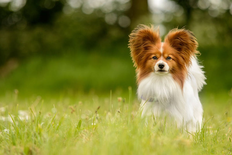 Papillon: Der Elegante und Energiegeladene Familienhund