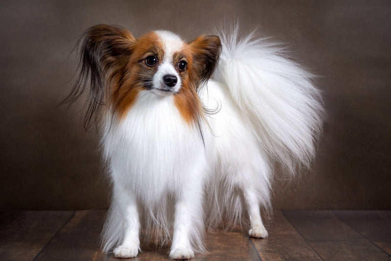 Papillon: Größe, Ohren und Haltung