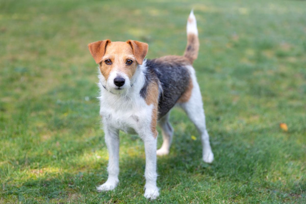 Parson Russell Terrier: Der Neugierige und Mutige Abenteurer