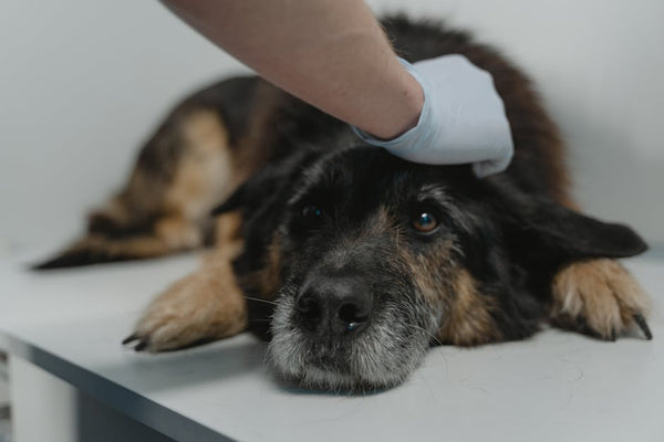 Schluss mit Sodbrennen & Kotfressen beim Hund: Die ganzheitliche Lucky Pets Darm-Kur