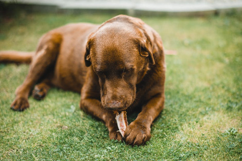Grasfressen beim Hund stoppen: Warum Nährstoffmangel oft hinter Kotfressen steckt