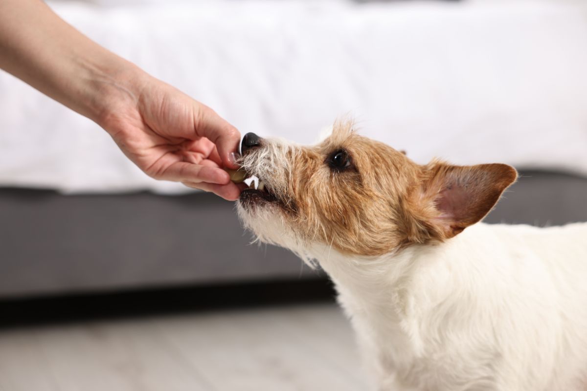 Phen-Pred für Hunde