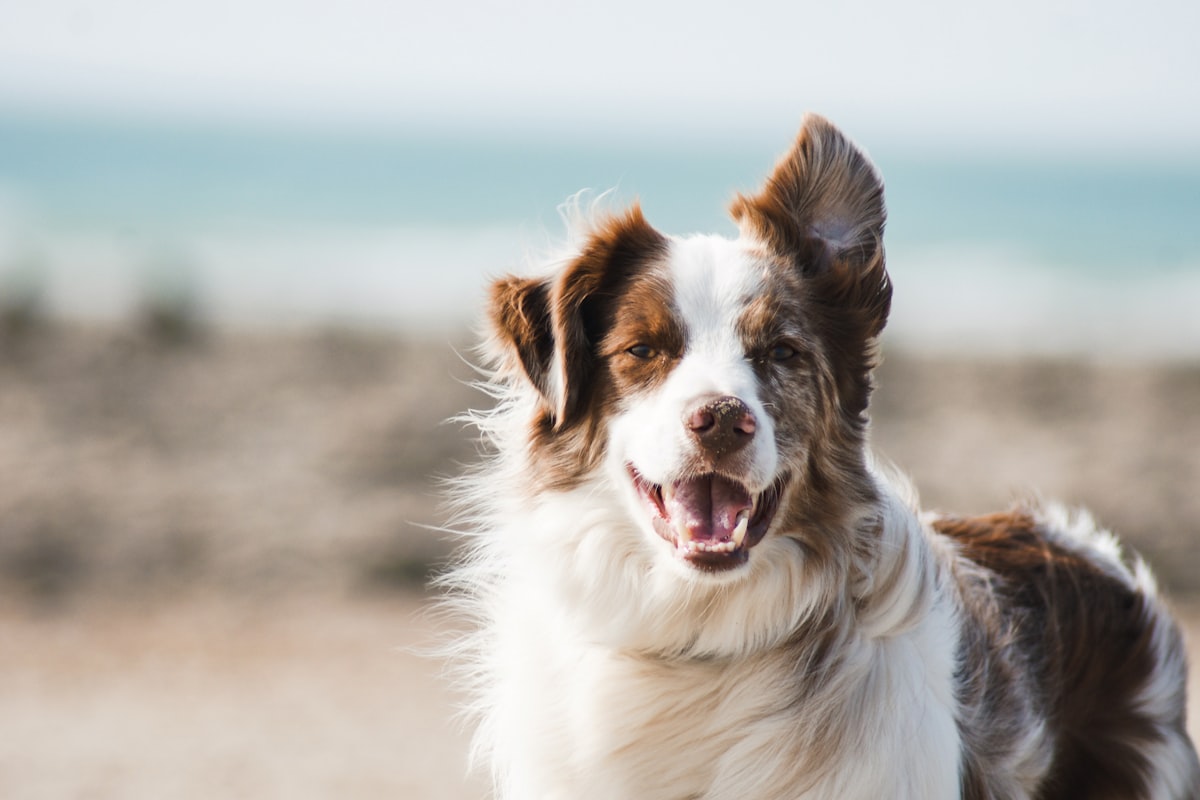 Welche Pflegeroutine unterstützt die Hundegesundheit?