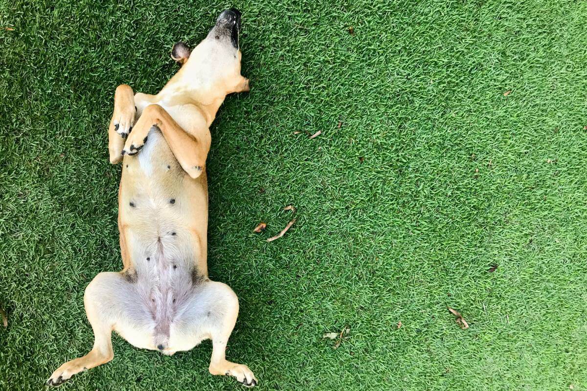 Pickel am Bauch bei Hunden: Was steckt dahinter?