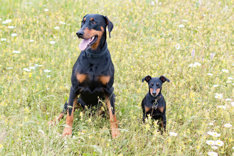 Pinscher: Mutige Wächter und liebevolle Familienmitglieder