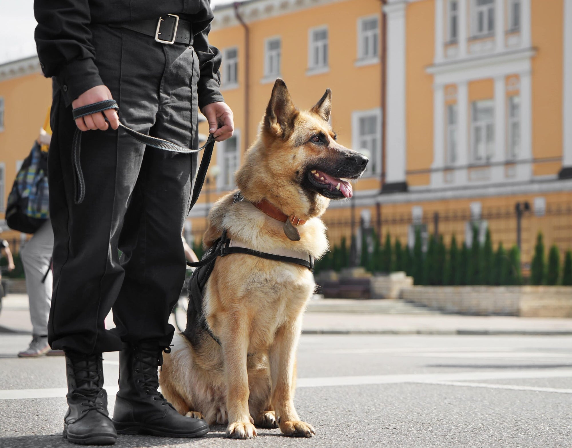 Sollten wir Polizeihunde verbieten? Eine kritische Betrachtung von Tierschutz, Ethik und Realität