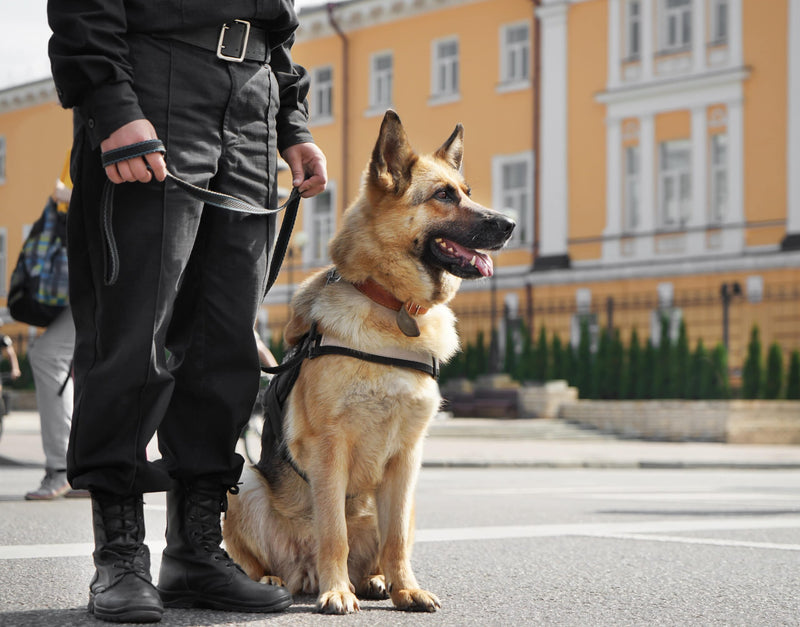 Sollten wir Polizeihunde verbieten? Eine kritische Betrachtung von Tierschutz, Ethik und Realität