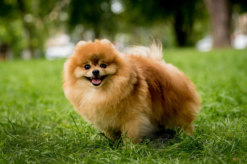 Pomeranian: Größe, Wesen und Pflege