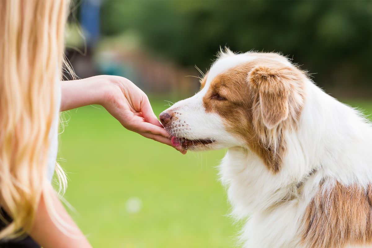 Positive Verstärkung im Hundetraining