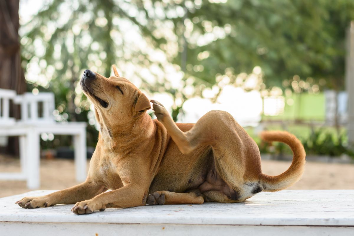 Prednisolon für Hunde: Anwendung und Wirkung