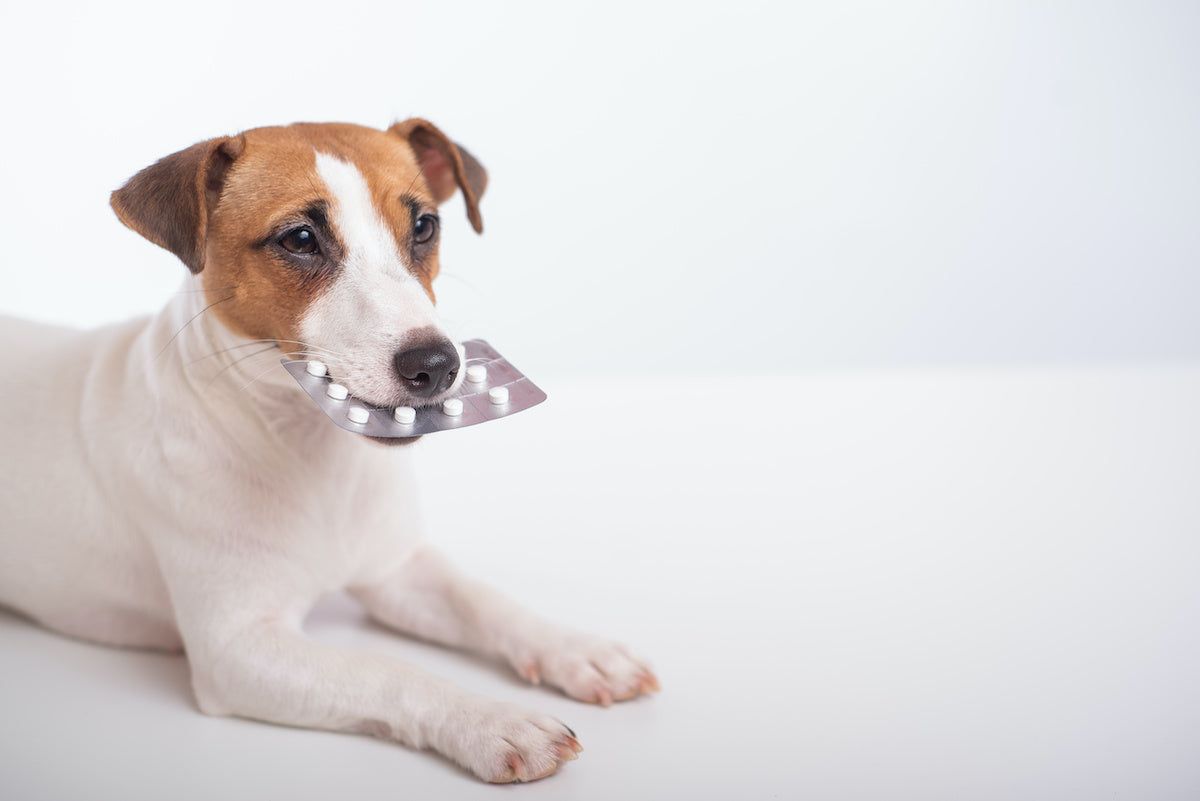 Prednitab für Hunde: Wirkungen, Risiken und richtige Anwendung
