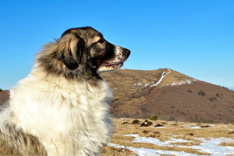 Der Pyrenäenberghund: Majestätisch, loyal und stets wachsam